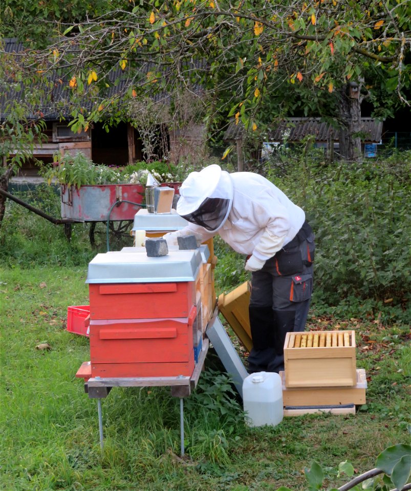 Imker betreut Bienenstöcke im Tiergehege im kleinen Wäldchen in Frankenthal, Rheinland Pfalz. Die Bienen werden mit Varromed] beträufelt.