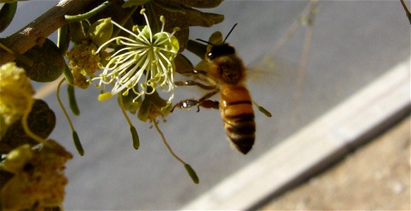 Apis mellifera syriaca, Israel, Death Sea, En Gedi photo