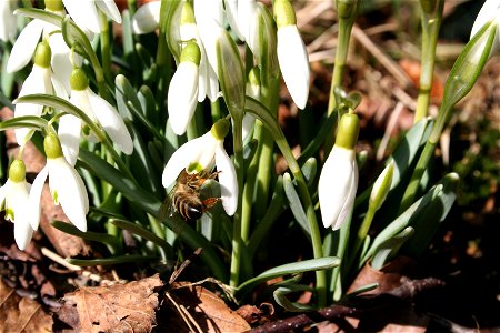 Apis mellifera in Galanthus nivalis photo