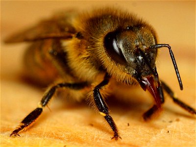 abeja, Insecto miel photo