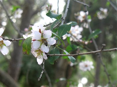 A honey bee on an almond flower in Yaar Hulda, Israel