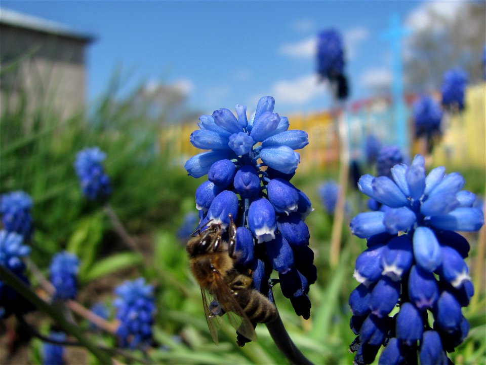 Bee Apis mellifica on Muscari sp. (Sakhalin) photo