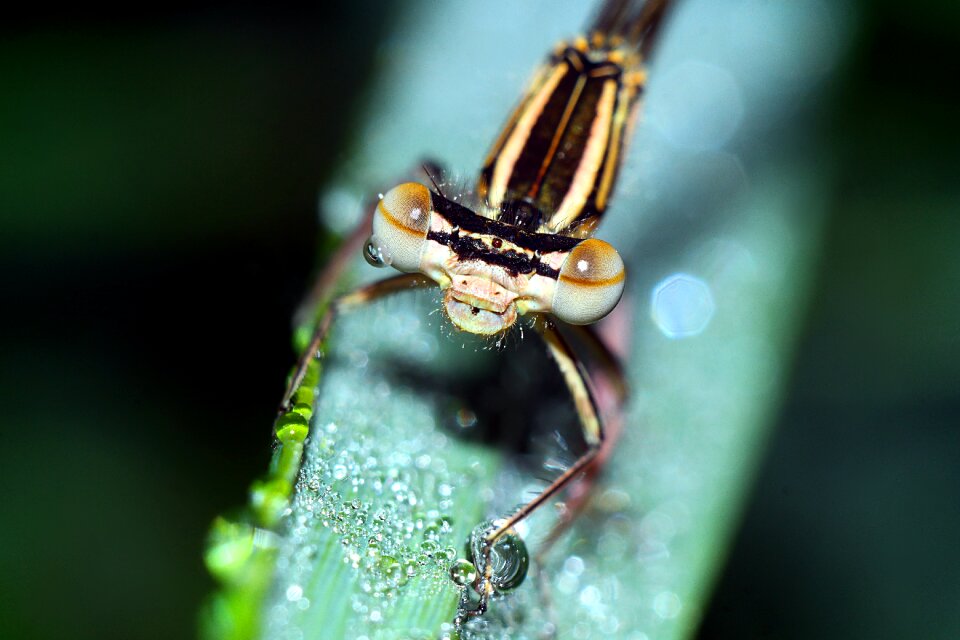 Insect macro nature