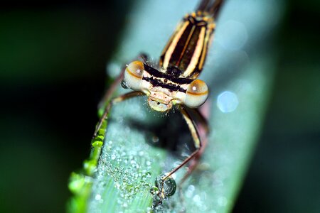 Insect macro nature