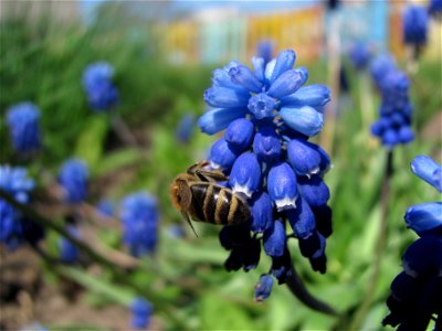 Bee Apis mellifica on Muscari sp. (Sakhalin) photo