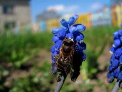 Bee Apis mellifica on Muscari sp. (Sakhalin) photo