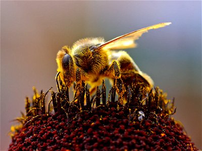 Bee collecting pollen at the Del Mar fairgrounds photo