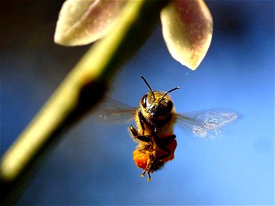 Image title: Bee buzzing around the lemon tree Image from Public domain images website, http://www.public-domain-image.com/full-image/fauna-animals-public-domain-images-pictures/insects-and-bugs-publi photo