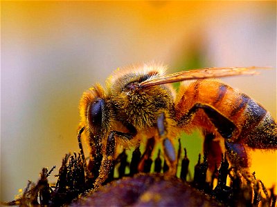 Image title: Bee macro insect Image from Public domain images website, http://www.public-domain-image.com/full-image/fauna-animals-public-domain-images-pictures/insects-and-bugs-public-domain-images-p photo