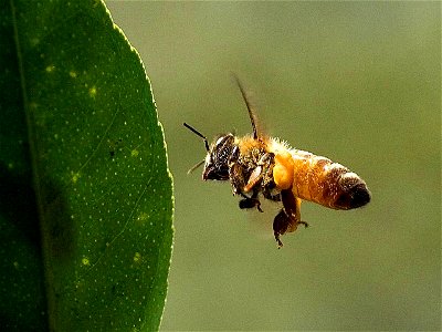 Image title: Bee buzzing around the myer lemon Image from Public domain images website, http://www.public-domain-image.com/full-image/fauna-animals-public-domain-images-pictures/insects-and-bugs-publi photo