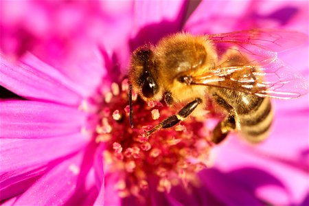 close-up of a bee (?) on an Aster in North Rhine-Westphalia, Germany