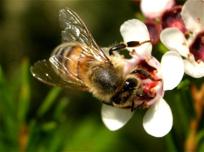 Honey bee on Geraldton Wax Flower, NSW, Australia