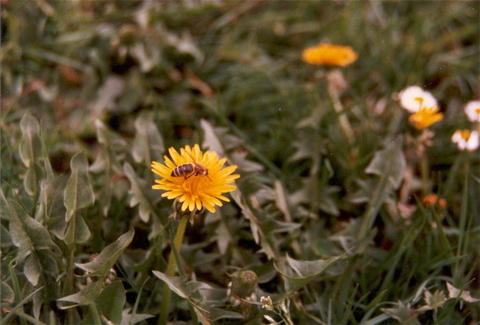 Bee on a dandelion photo