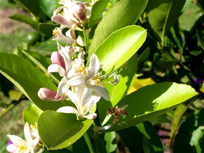 Image title: Bee on citrus tree blossoms
Image from Public domain images website, http://www.public-domain-image.com/full-image/fauna-animals-public-domain-images-pictures/insects-and-bugs-public-doma