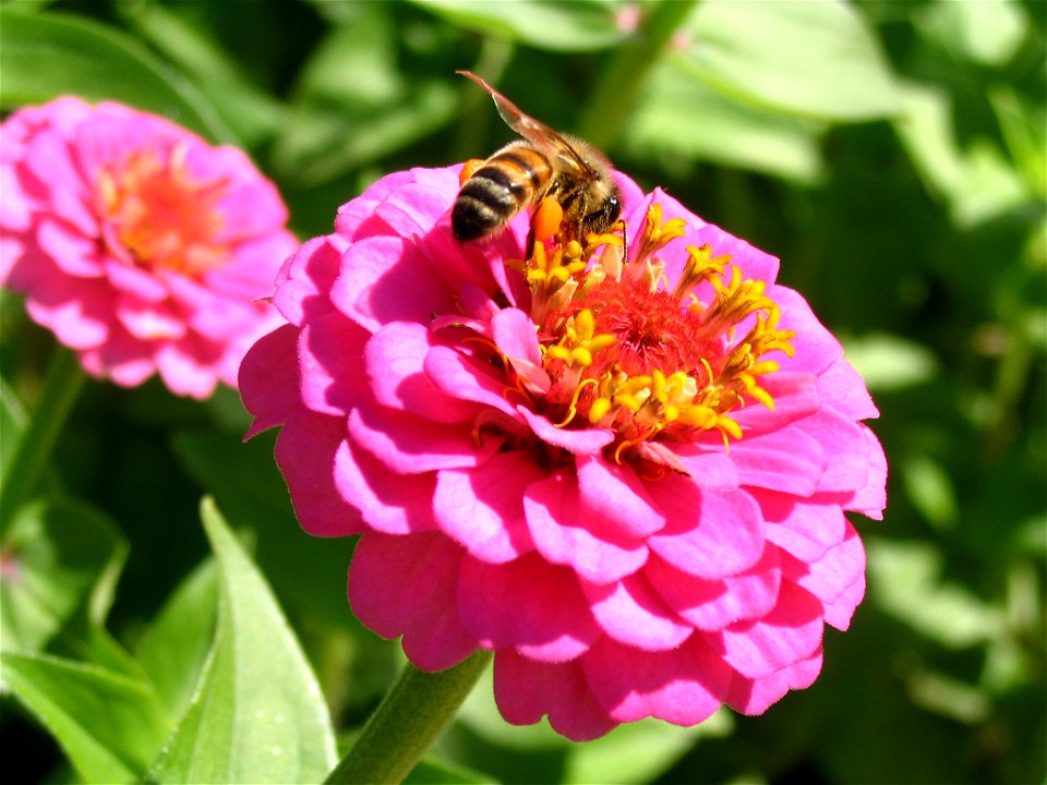 Honey bee on a Zinnia elegans near the Eternal Flame portion of the War Monument in Kings Park, Perth, Australia.