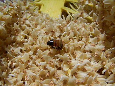 Image title: Bee on palm blossoms Image from Public domain images website, http://www.public-domain-image.com/full-image/fauna-animals-public-domain-images-pictures/insects-and-bugs-public-domain-imag photo