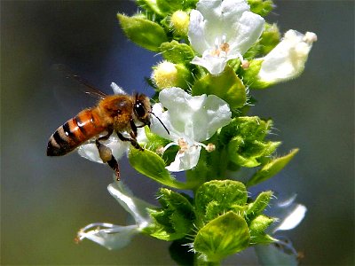 Image title: Bee pollinating the basil on my balcony Image from Public domain images website, http://www.public-domain-image.com/full-image/fauna-animals-public-domain-images-pictures/insects-and-bugs photo