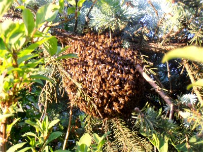 A bee swarm landed in my garden photo