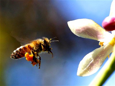 Image title: Bee with my myer lemon tree Image from Public domain images website, http://www.public-domain-image.com/full-image/fauna-animals-public-domain-images-pictures/insects-and-bugs-public-doma photo