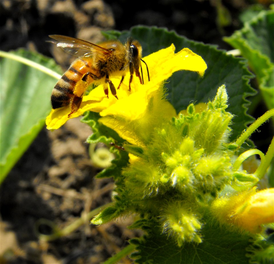 A honeybee working at an Armenian cucumber (Cucumis melo Flexuosus Group, syn. Cucumis melo var. flexuosus) flower.
