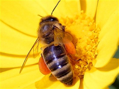 Image title: Bees flowers pollen Image from Public domain images website, http://www.public-domain-image.com/full-image/fauna-animals-public-domain-images-pictures/insects-and-bugs-public-domain-image photo