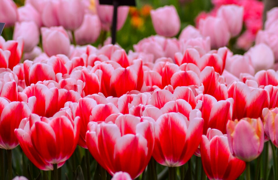 Netherlands nederland spring