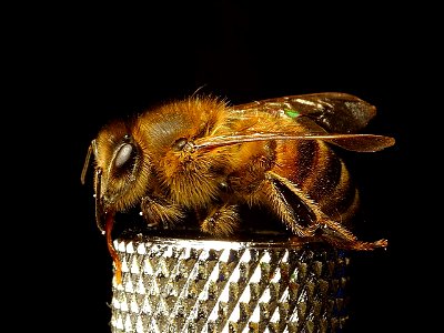 Image title: Bees insects wings insects bugs
Image from Public domain images website, http://www.public-domain-image.com/full-image/fauna-animals-public-domain-images-pictures/insects-and-bugs-public-