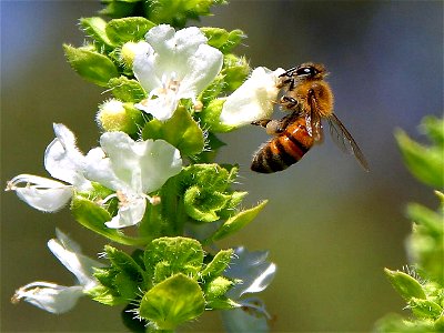 Image title: Bees pollenating basil Image from Public domain images website, http://www.public-domain-image.com/full-image/fauna-animals-public-domain-images-pictures/insects-and-bugs-public-domain-im photo