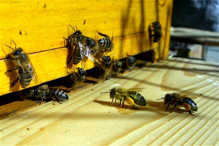 landing bees back at home with pollen / heimkehrende Bienen mit Pollen beladen photo