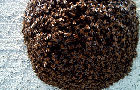 honeybee swarm photo