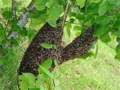 Bees swarming photo