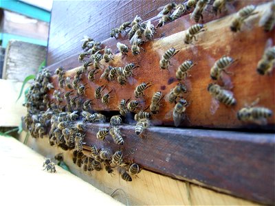 Image title: Bess getting in the beehive Image from Public domain images website, http://www.public-domain-image.com/full-image/fauna-animals-public-domain-images-pictures/insects-and-bugs-public-doma photo