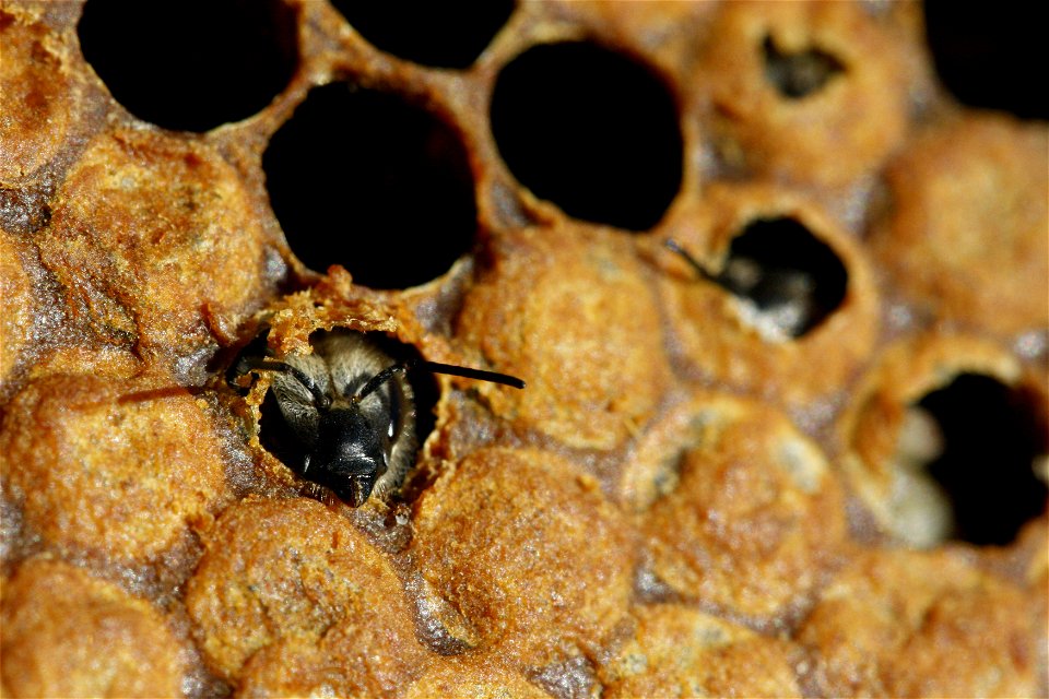 (fr)Naissance d'une abeille noire (Apis mellifera mellifera)
(en)Birth of black bee (Apis mellifera mellifera)