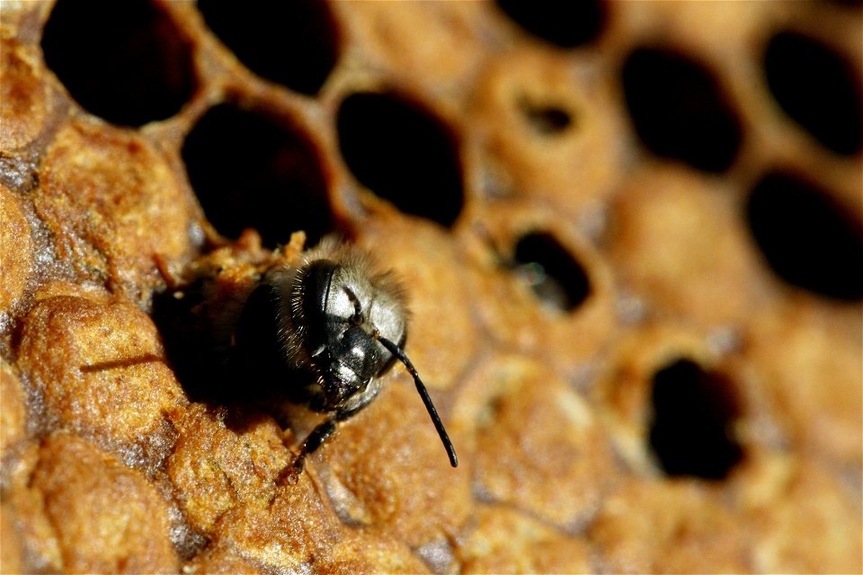 (fr)Naissance d'une abeille noire (Apis mellifera mellifera)
(en)Birth of black bee (Apis mellifera mellifera)