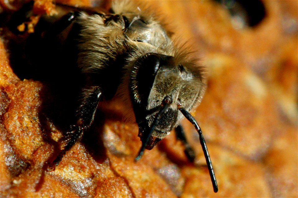 (fr)Naissance d'une abeille noire (Apis mellifera mellifera)
(en)Birth of black bee (Apis mellifera mellifera)