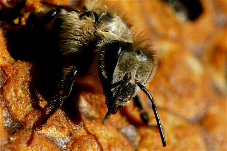 (fr)Naissance d'une abeille noire (Apis mellifera mellifera) (en)Birth of black bee (Apis mellifera mellifera) photo