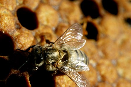(fr)Naissance d'une abeille noire (Apis mellifera mellifera) (en)Birth of black bee (Apis mellifera mellifera) photo