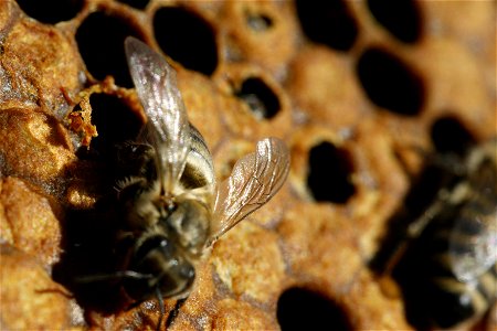 (fr)Naissance d'une abeille noire (Apis mellifera mellifera)
(en)Birth of black bee (Apis mellifera mellifera)