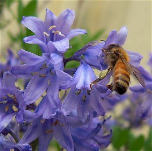 Honeybee, Apis mellifera; Bluebell, Hyacinthoides x hispanica photo