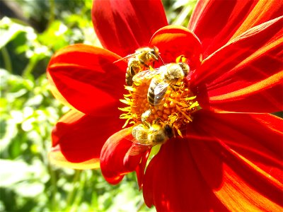 Bees on dahlia. photo