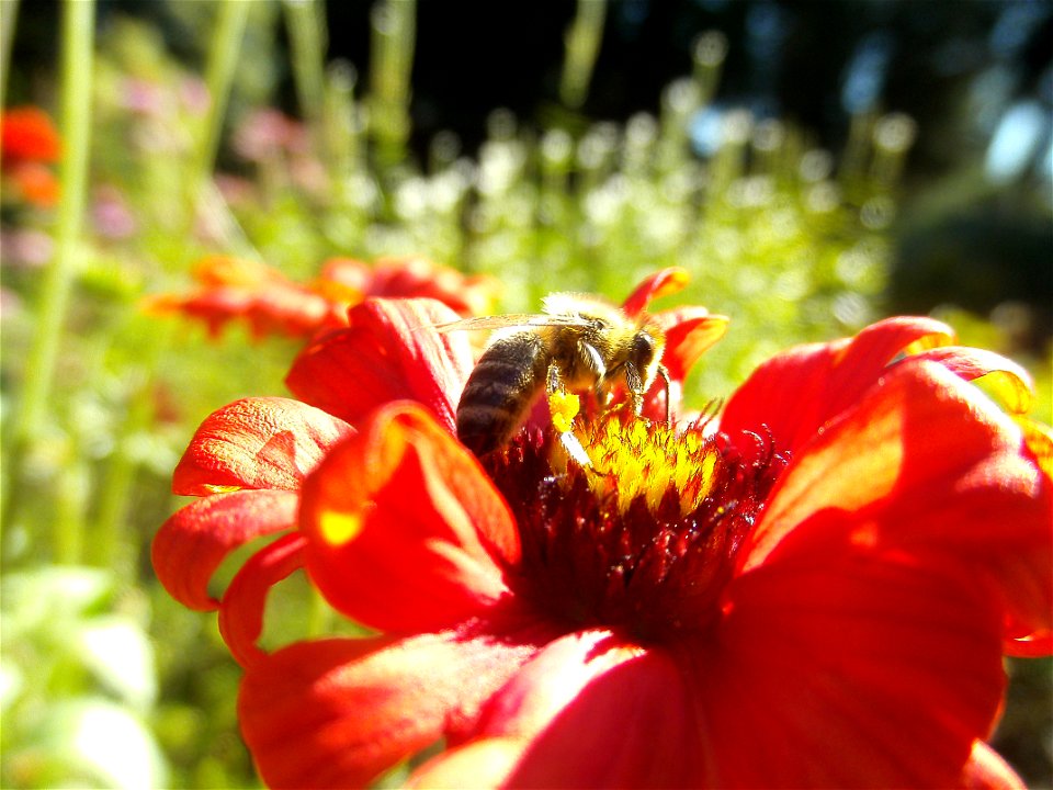 Bee on dahlia. photo