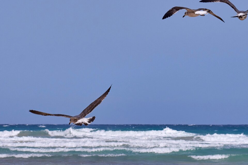 Beach bird animal world photo