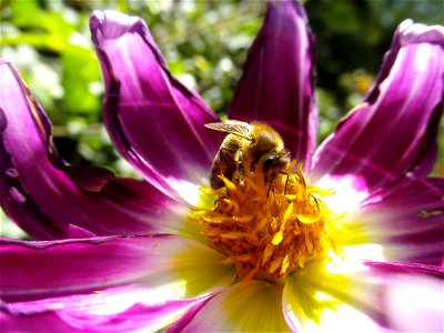 Bee on dahlia. photo