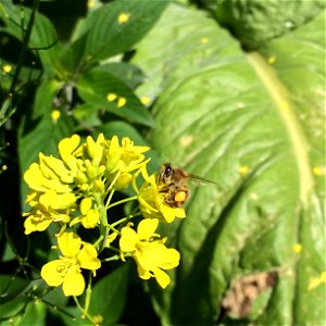Honeybee with large pollen sacs on legs visits a mustard green blossom