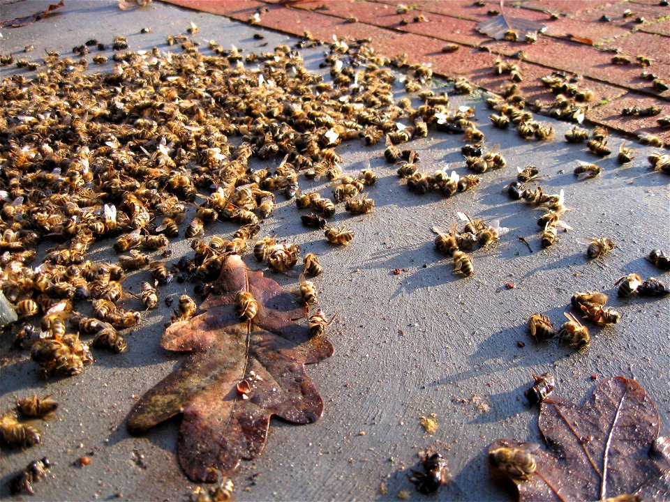Dead honeybees in front of a beehive.