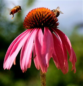 Echinacea with bees photo