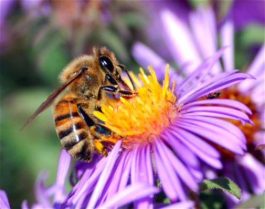 A European honey bee (Apis mellifera) extracts nectar from an Aster flower using its proboscis. Tiny hairs covering the bee's body maintain a slight electrostatic charge, causing pollen from the flowe photo