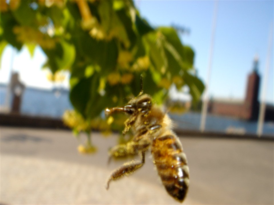 flying bee in stockholm

picture taken by georg tanner