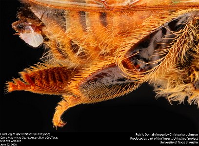 Hind leg of Apis mellifera
Camp Mabry Nat. Guard. Austin, Travis Co., Texas
N30.321 W97.767
June 22, 2006 
Public Domain image by Christopher Johnson

Produced as part of the "Insects Unlocked" projec