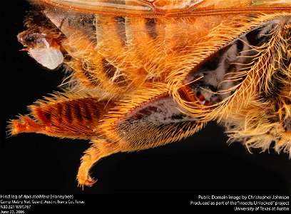 Hind leg of Apis mellifera Camp Mabry Nat. Guard. Austin, Travis Co., Texas N30.321 W97.767 June 22, 2006 Public Domain image by Christopher Johnson Produced as part of the "Insects Unlocked" projec photo